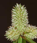 Fragrant spikesedge